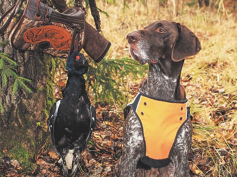 glubokoj-osenju-s-legavoj-9f349d3