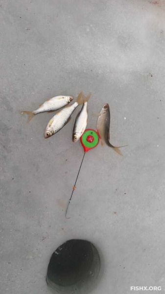 День голодной плотвы