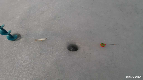 День голодной плотвы