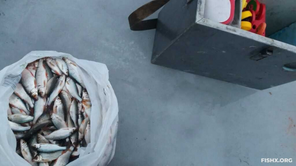 День голодной плотвы