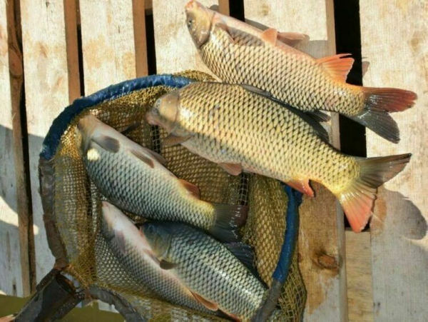 Богатые дары Ахтубы