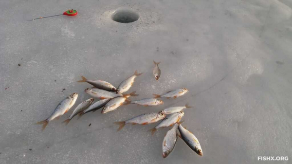 День голодной плотвы