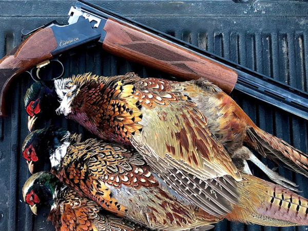 ohota-na-fazanov-v-odinochku-s-sobakoj-sovety-amerikanskogo-ohotnika-cfa9aa1