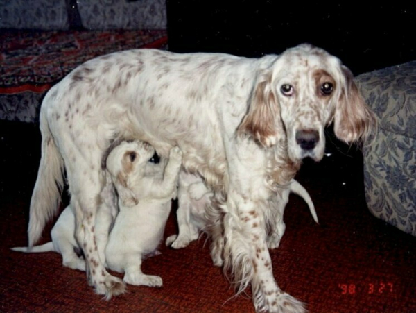 odnogo-iz-shhenkov-vyrastil-tolstoj-za-chto-genseki-cenili-setterov-8621634