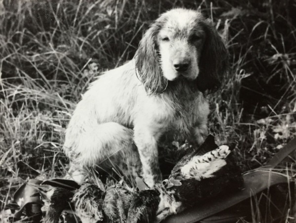 ohota-s-sobakoj-na-poterjannoe-ruzhe-poiskovyj-spaniel-19173ee.jpg